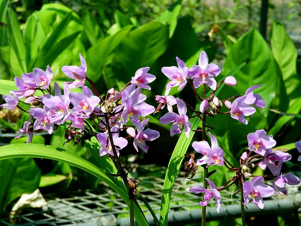 Spathoglottis Assorted - View 7 from www redcrocus com