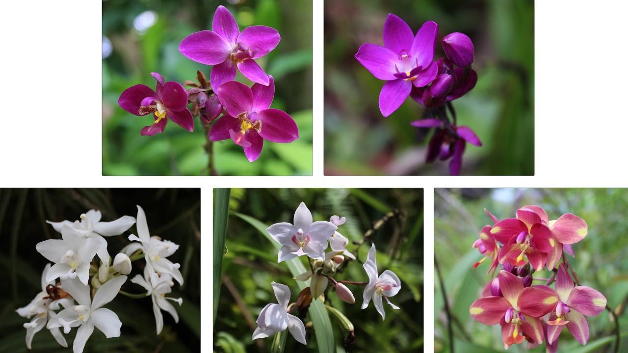 Spathoglottis Assorted - View 9 from www redcrocus com