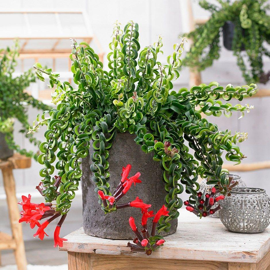 Aeschynanthus Assorted Lipstick Plant - View 12 from www redcrocus com