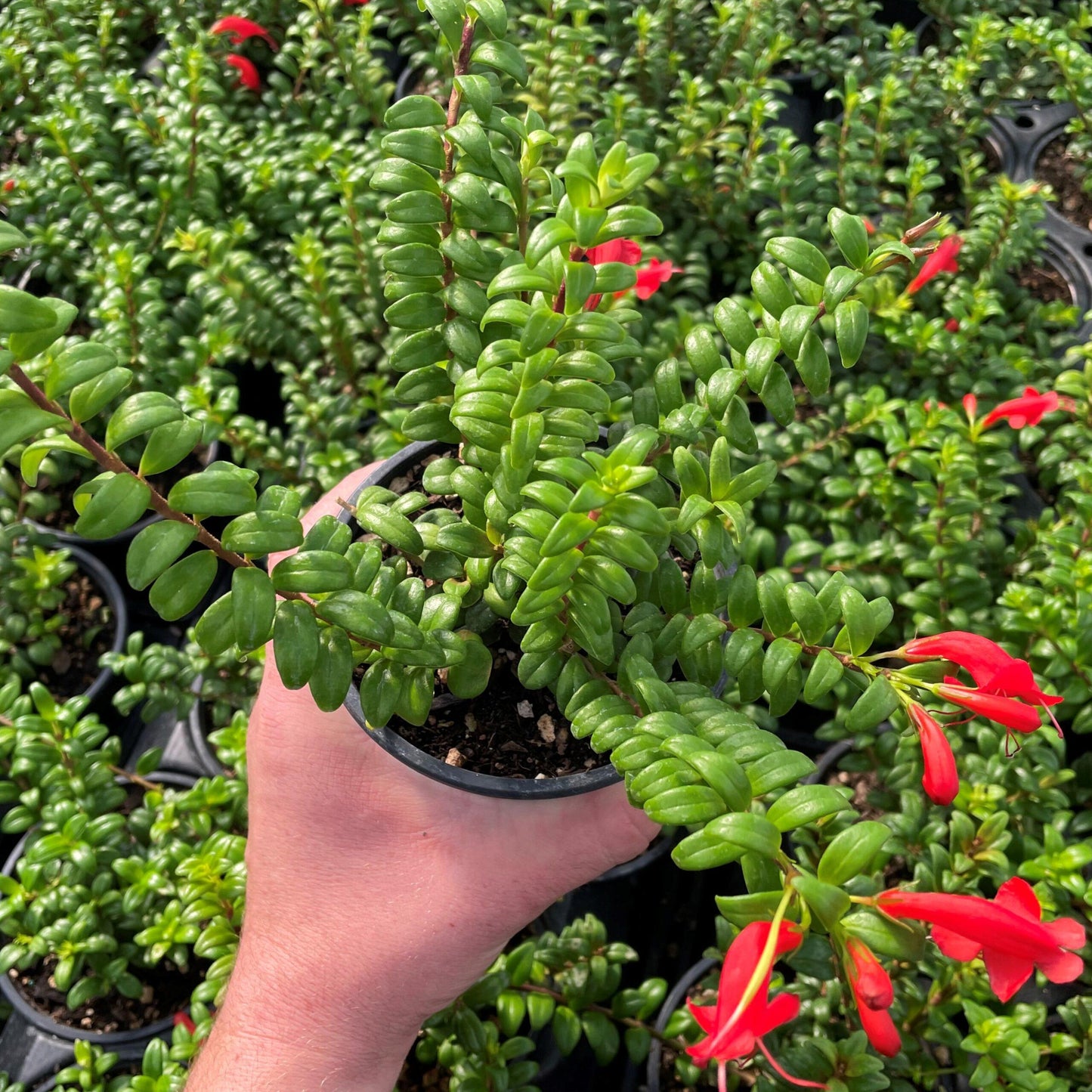 Aeschynanthus Assorted Lipstick Plant - View 13 from www redcrocus com