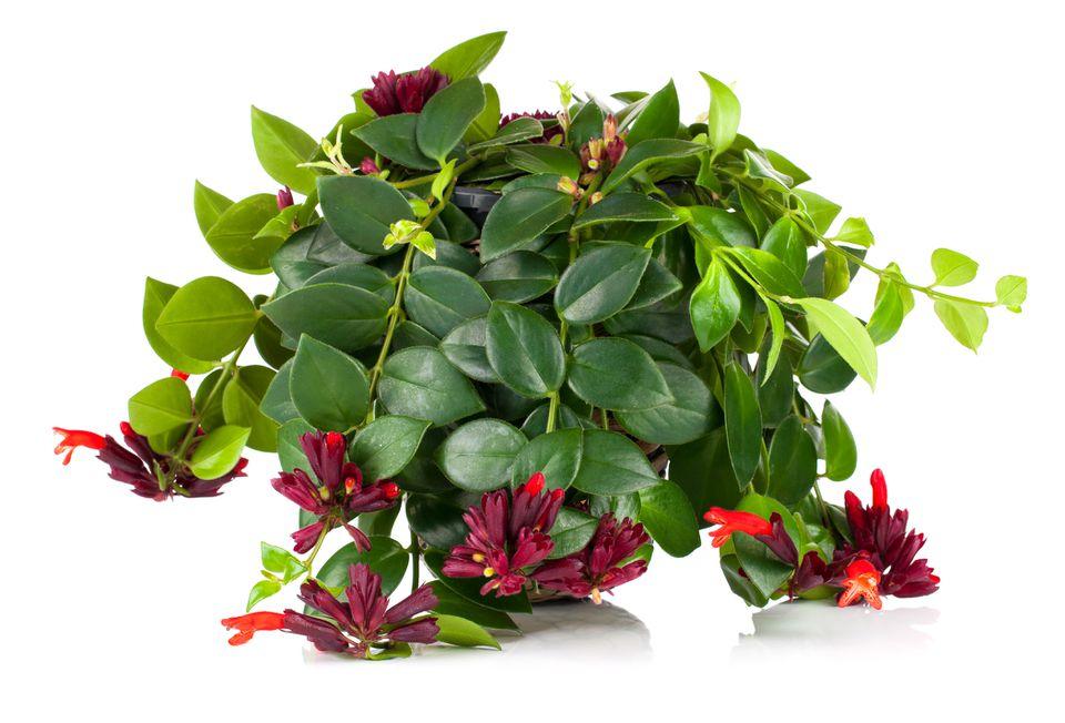Aeschynanthus Assorted Lipstick Plant - View 14 from www redcrocus com