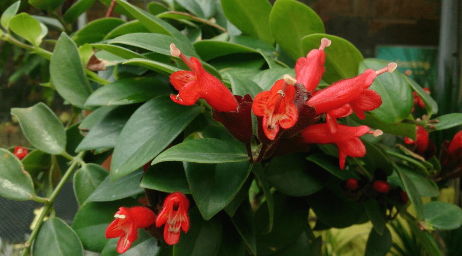 Aeschynanthus Assorted Lipstick Plant - View 15 from www redcrocus com
