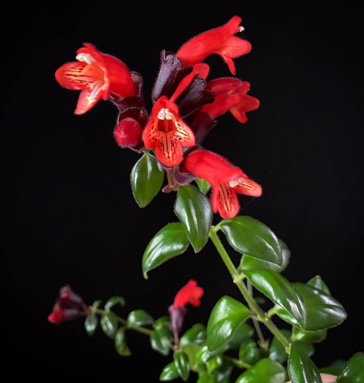 Aeschynanthus Assorted Lipstick Plant - View 16 from www redcrocus com