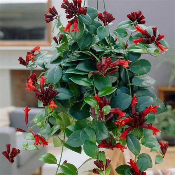 Aeschynanthus Assorted Lipstick Plant - View 17 from www redcrocus com