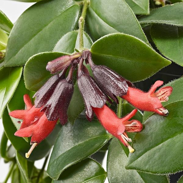 Aeschynanthus Assorted Lipstick Plant - View 18 from www redcrocus com