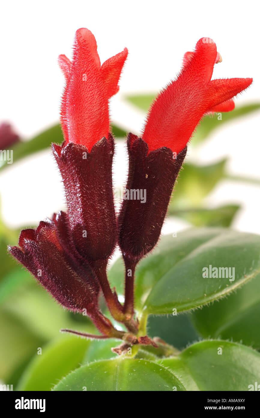 Aeschynanthus Assorted Lipstick Plant - View 19 from www redcrocus com
