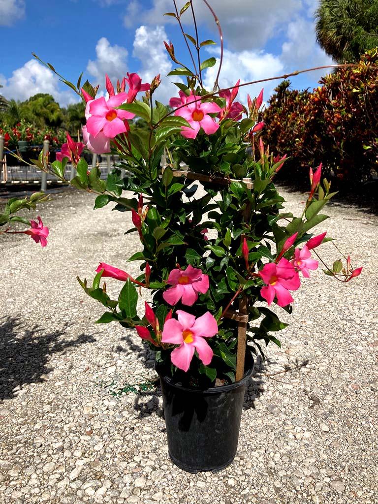 Mandevilla X Giant Pink Trellis - View 10 from www redcrocus com