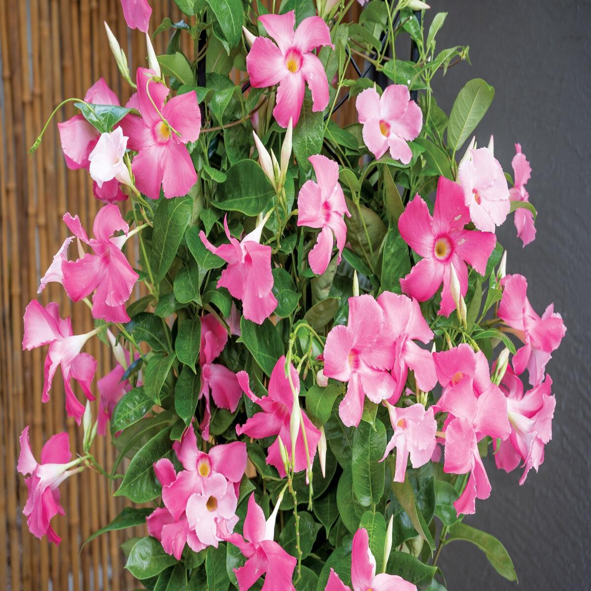 Mandevilla X Giant Pink Trellis - View 11 from www redcrocus com