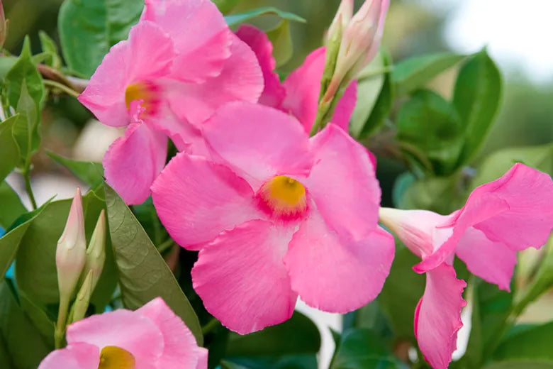 Mandevilla X Giant Pink Trellis - View 13 from www redcrocus com