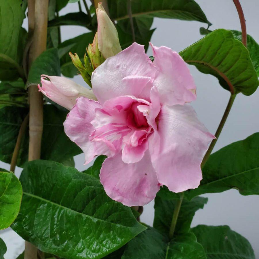 Mandevilla X Giant Pink Trellis - View 15 from www redcrocus com