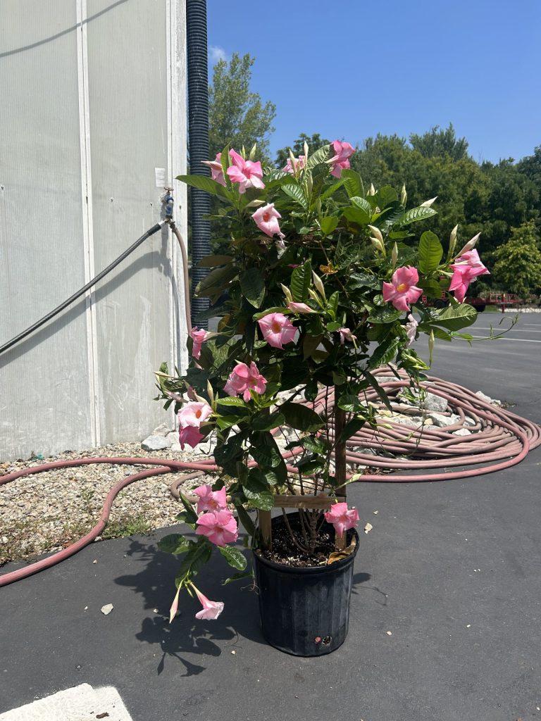 Mandevilla X Giant Pink Trellis - View 3 from www redcrocus com