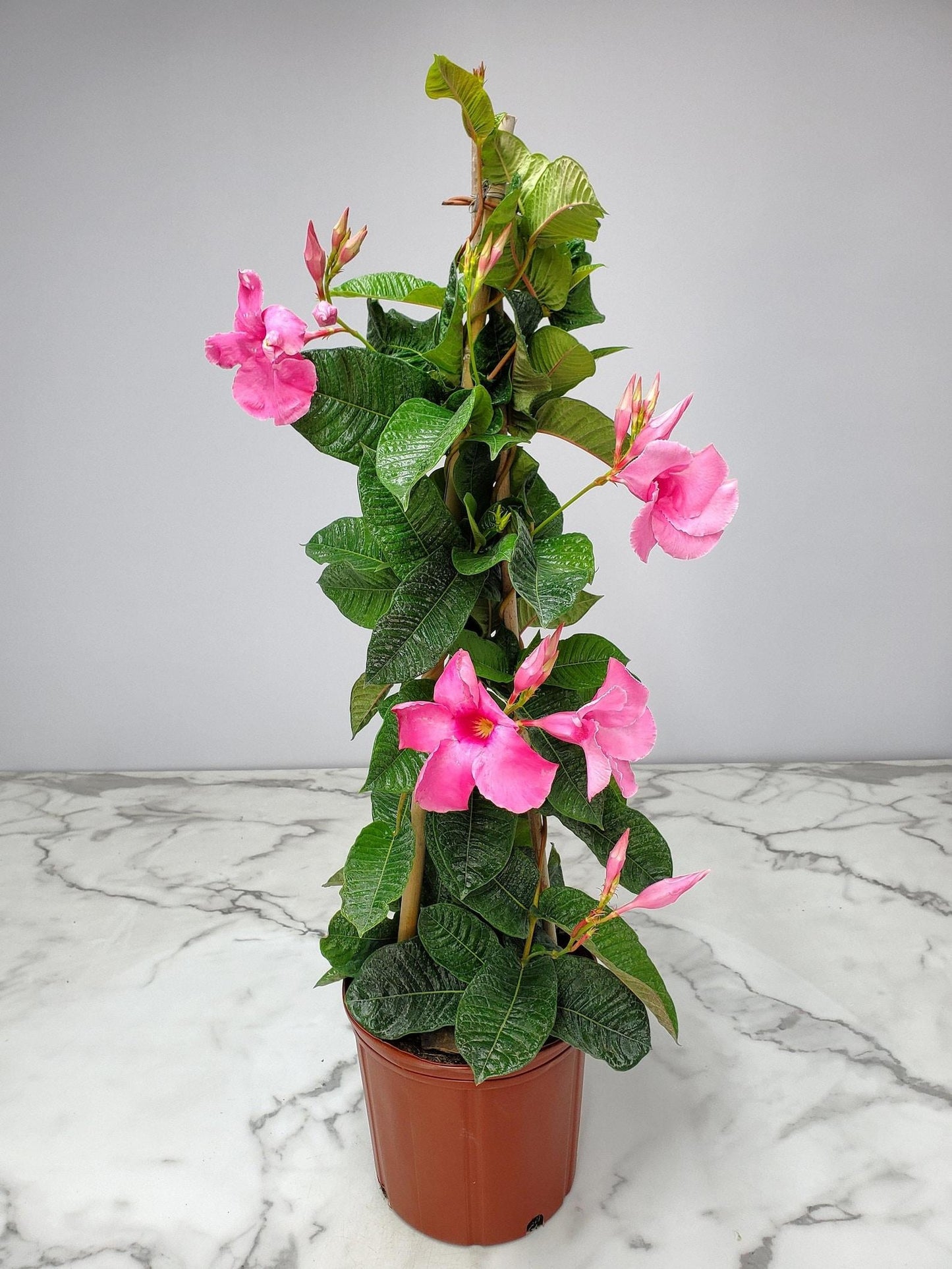 Mandevilla X Giant Pink Trellis - View 4 from www redcrocus com