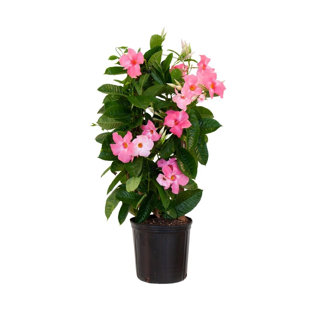 Mandevilla X Giant Pink Trellis - View 7 from www redcrocus com