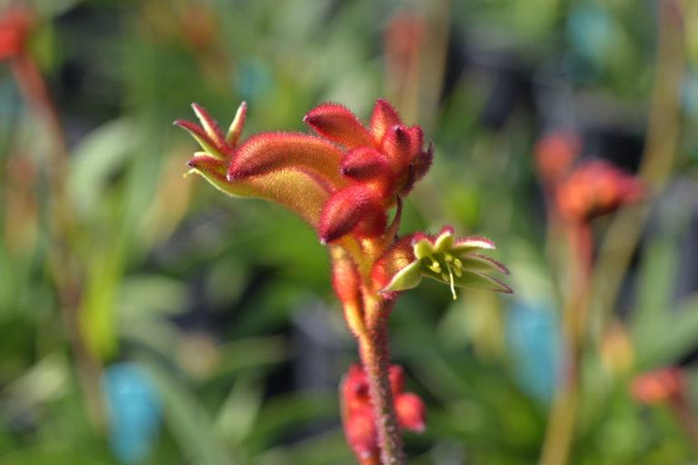 Anigozanthos Assorted - View 10 from www redcrocus com