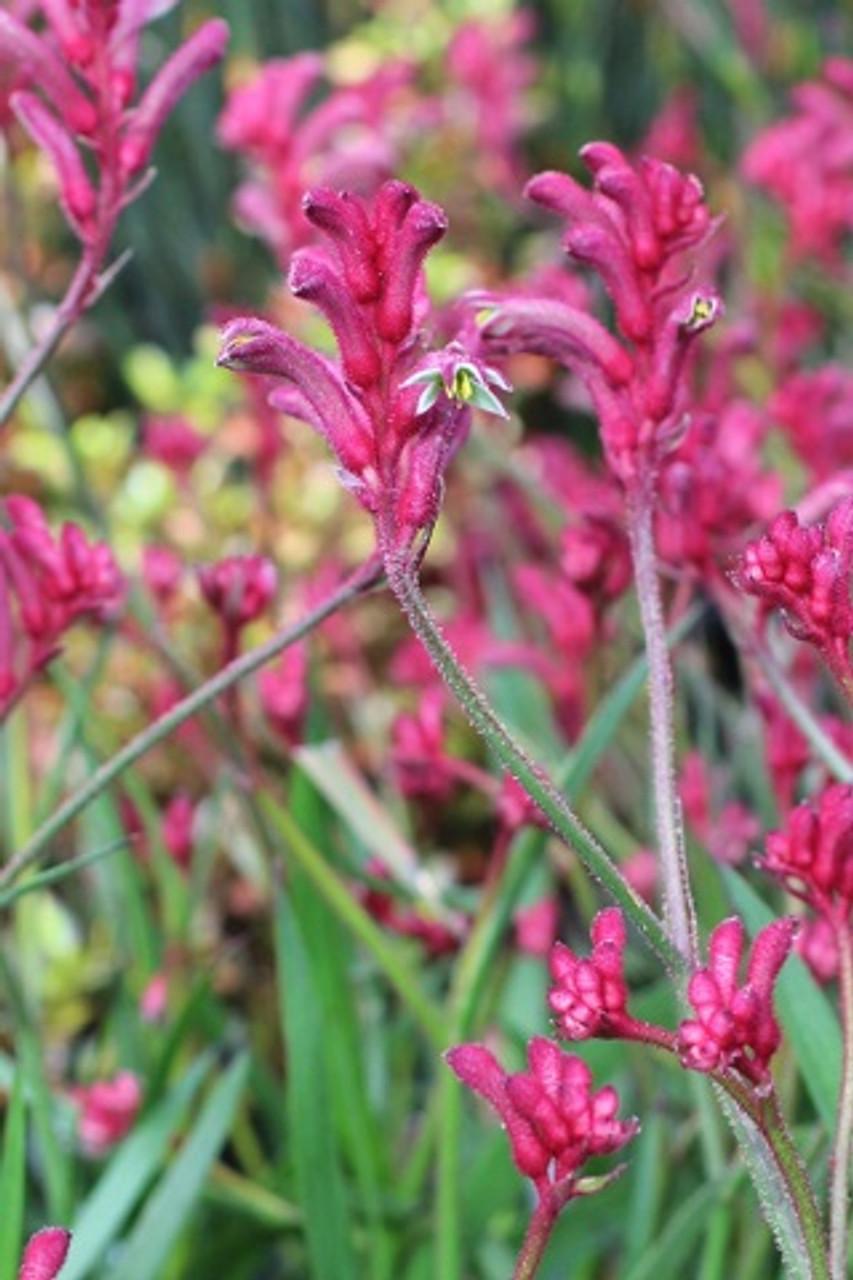 Anigozanthos Assorted - View 11 from www redcrocus com