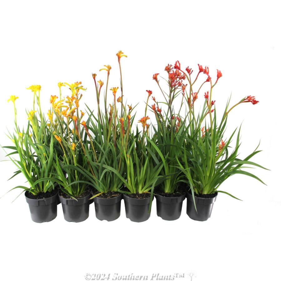 Anigozanthos Assorted - View 12 from www redcrocus com