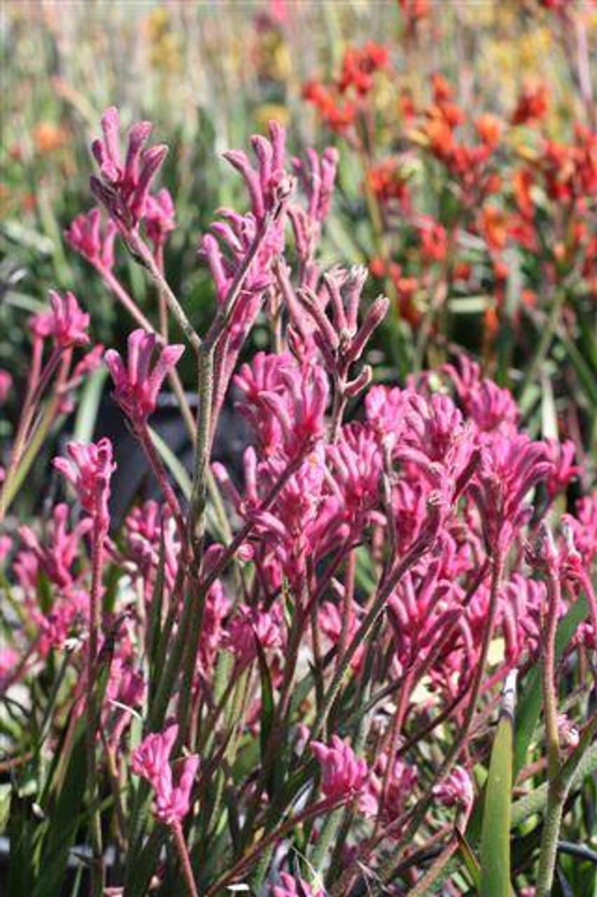 Anigozanthos Assorted - View 13 from www redcrocus com
