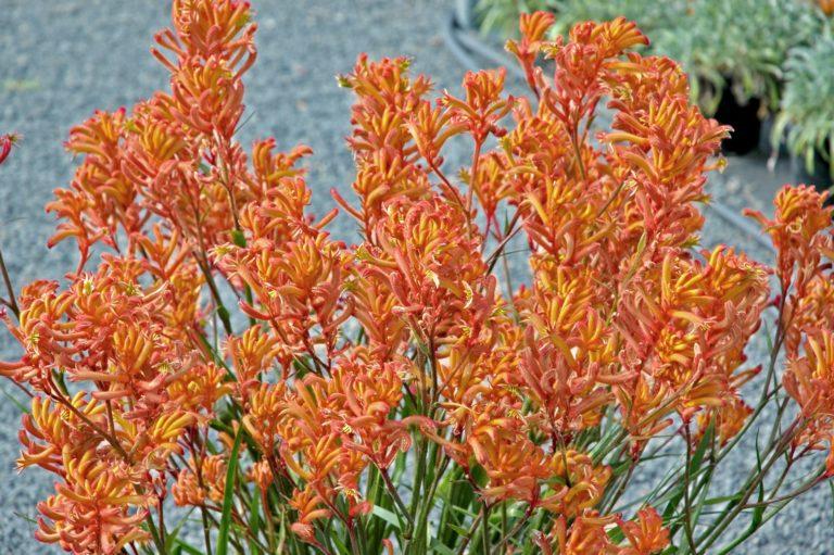 Anigozanthos Assorted - View 14 from www redcrocus com
