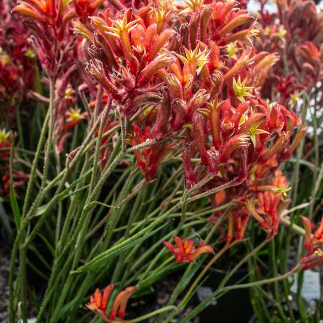 Anigozanthos Assorted - View 1 from www redcrocus com