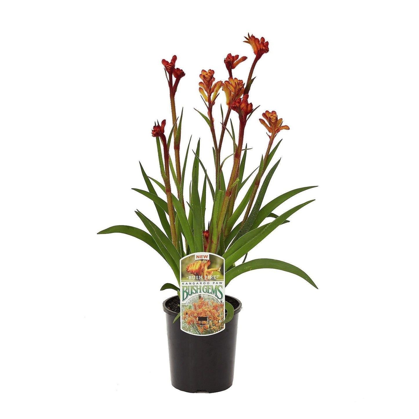 Anigozanthos Assorted - View 2 from www redcrocus com