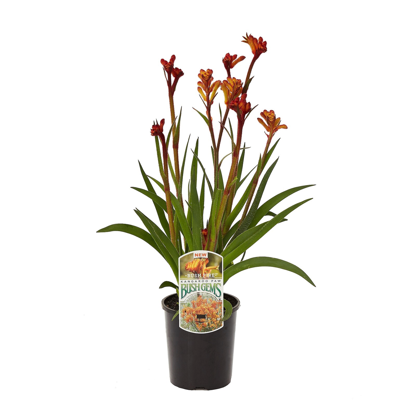 Anigozanthos Assorted - View 2 from www redcrocus com