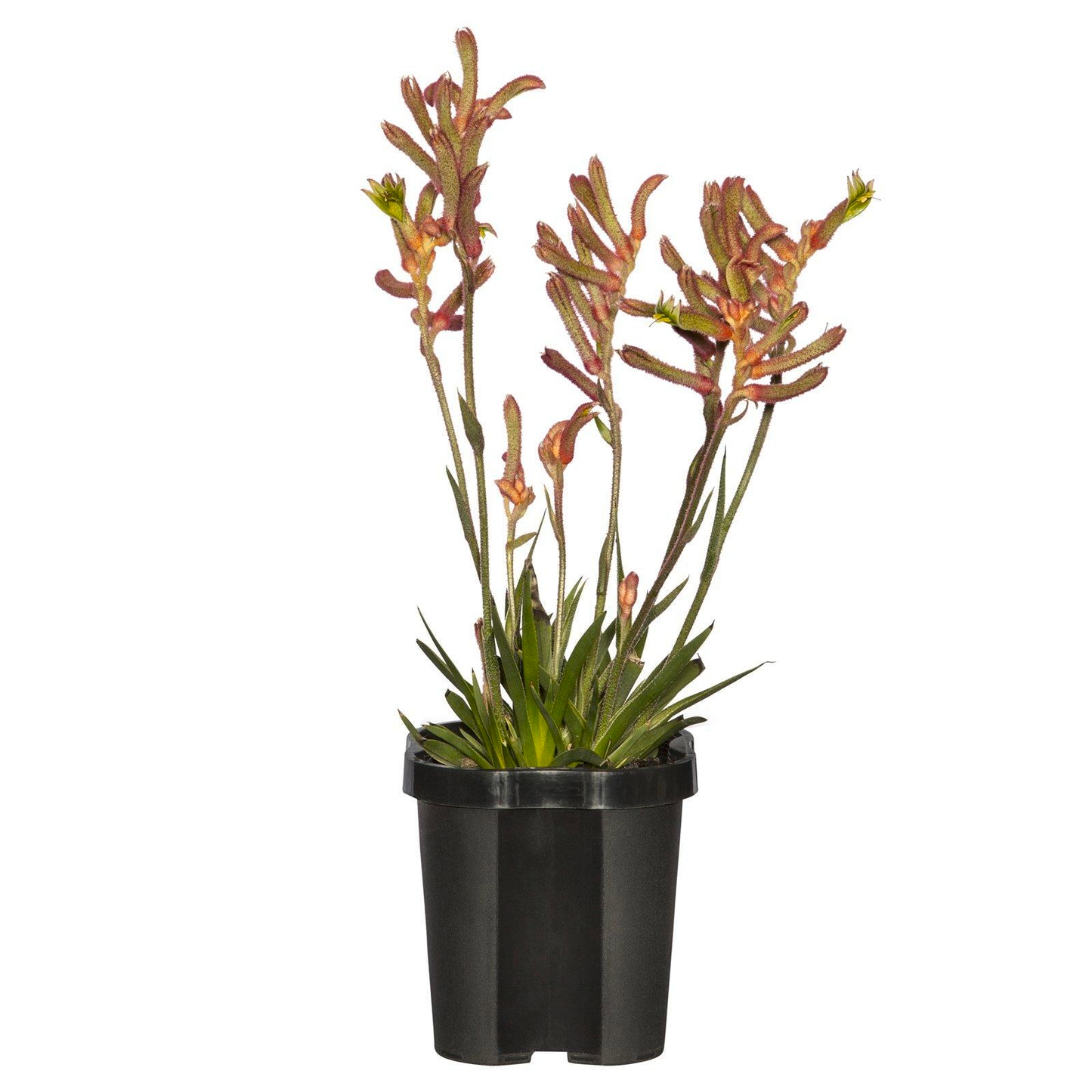 Anigozanthos Assorted - View 3 from www redcrocus com