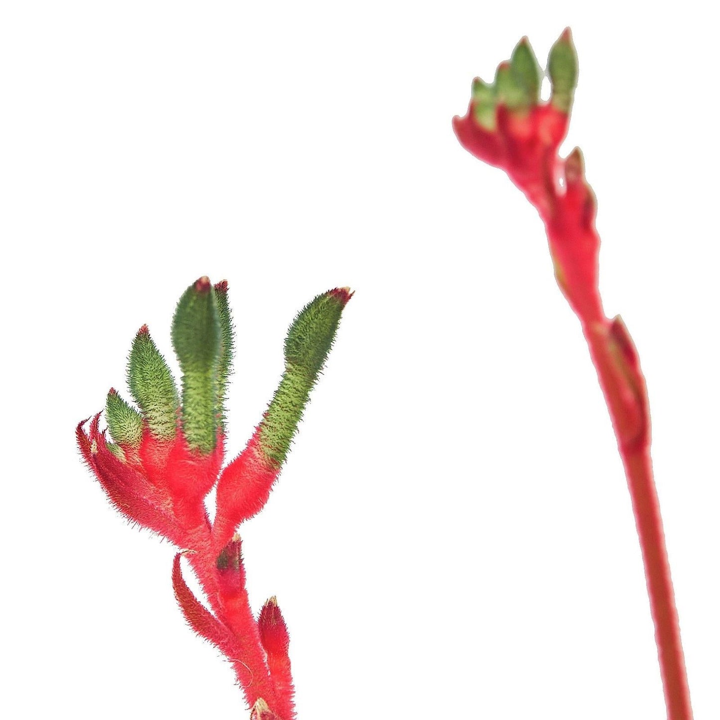 Anigozanthos Assorted - View 4 from www redcrocus com