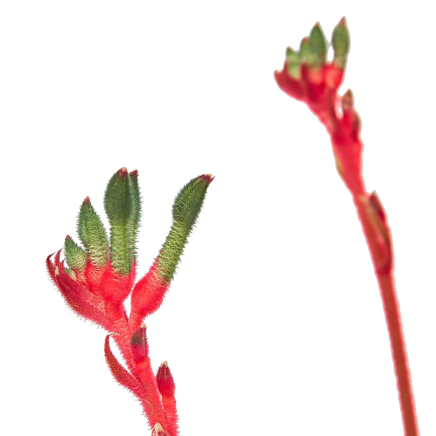 Anigozanthos Assorted - View 4 from www redcrocus com