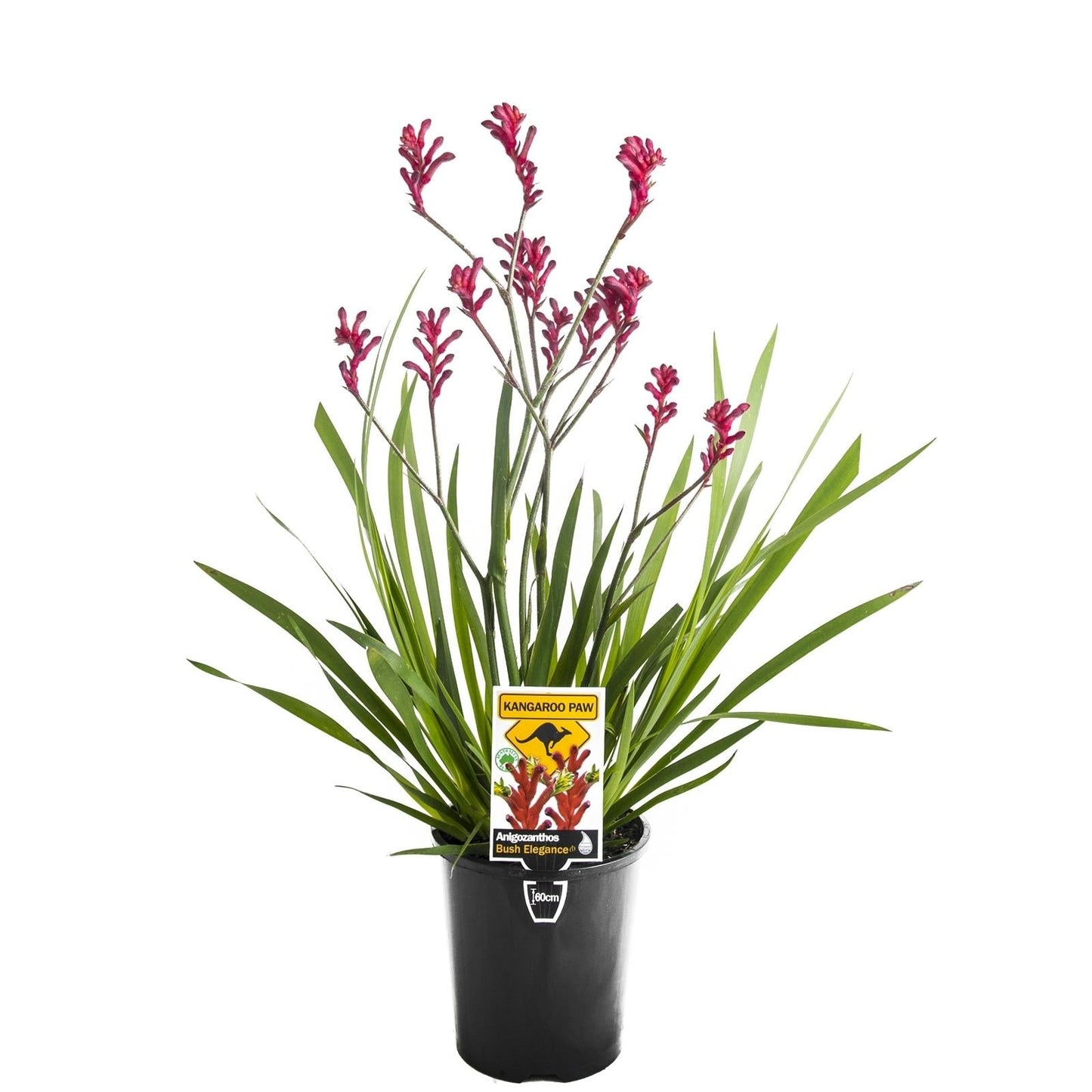 Anigozanthos Assorted - View 5 from www redcrocus com
