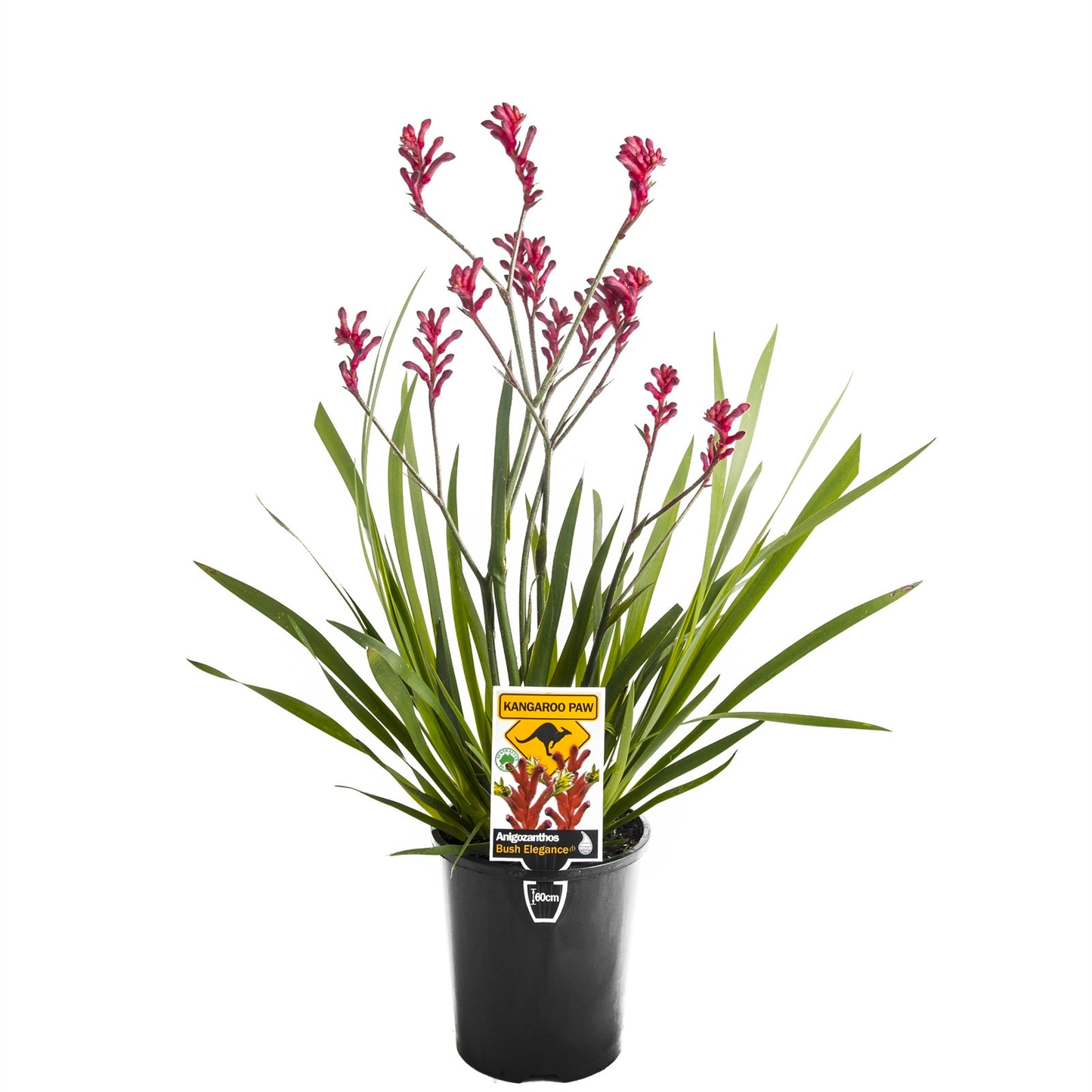 Anigozanthos Assorted - View 5 from www redcrocus com