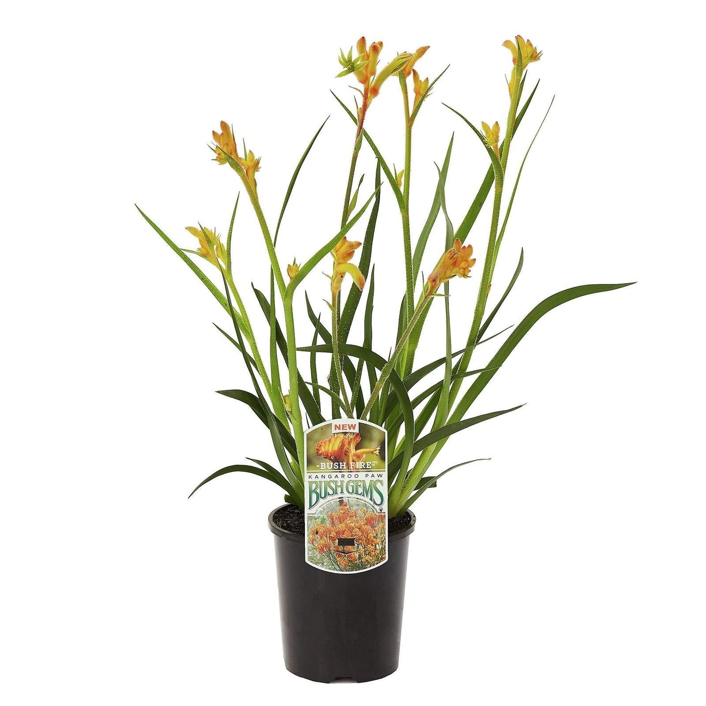 Anigozanthos Assorted - View 6 from www redcrocus com