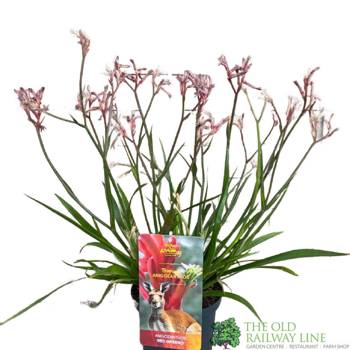 Anigozanthos Assorted - View 7 from www redcrocus com