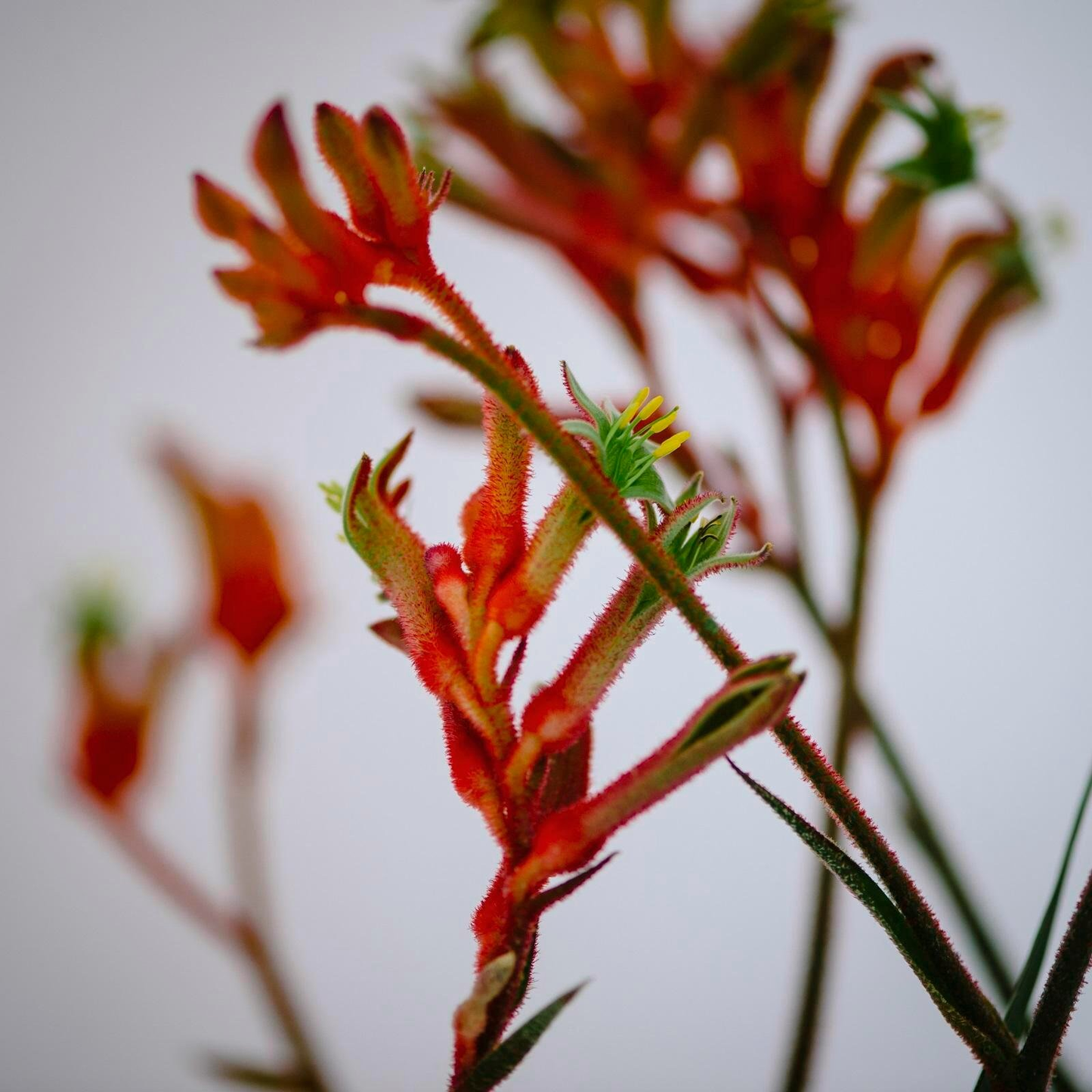 Anigozanthos Assorted - View 7 from www redcrocus com
