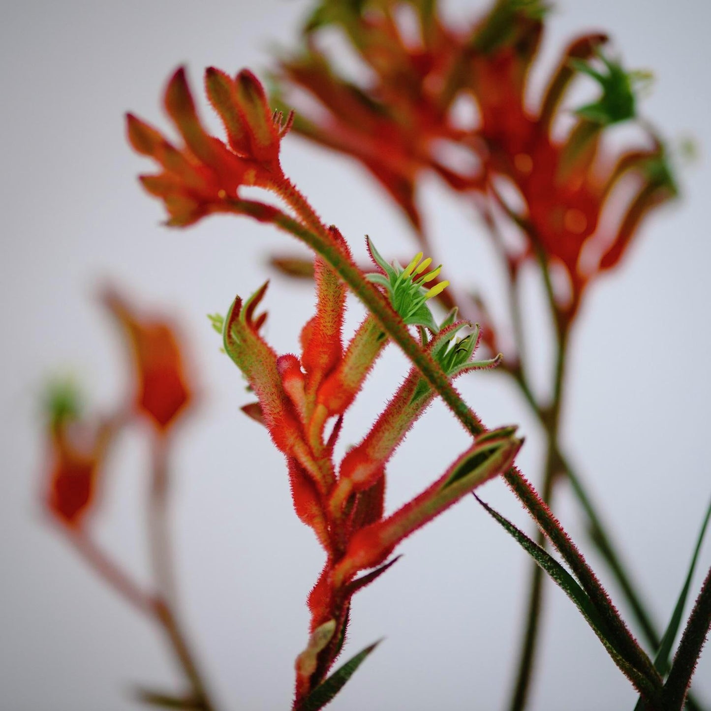 Anigozanthos Assorted - View 8 from www redcrocus com