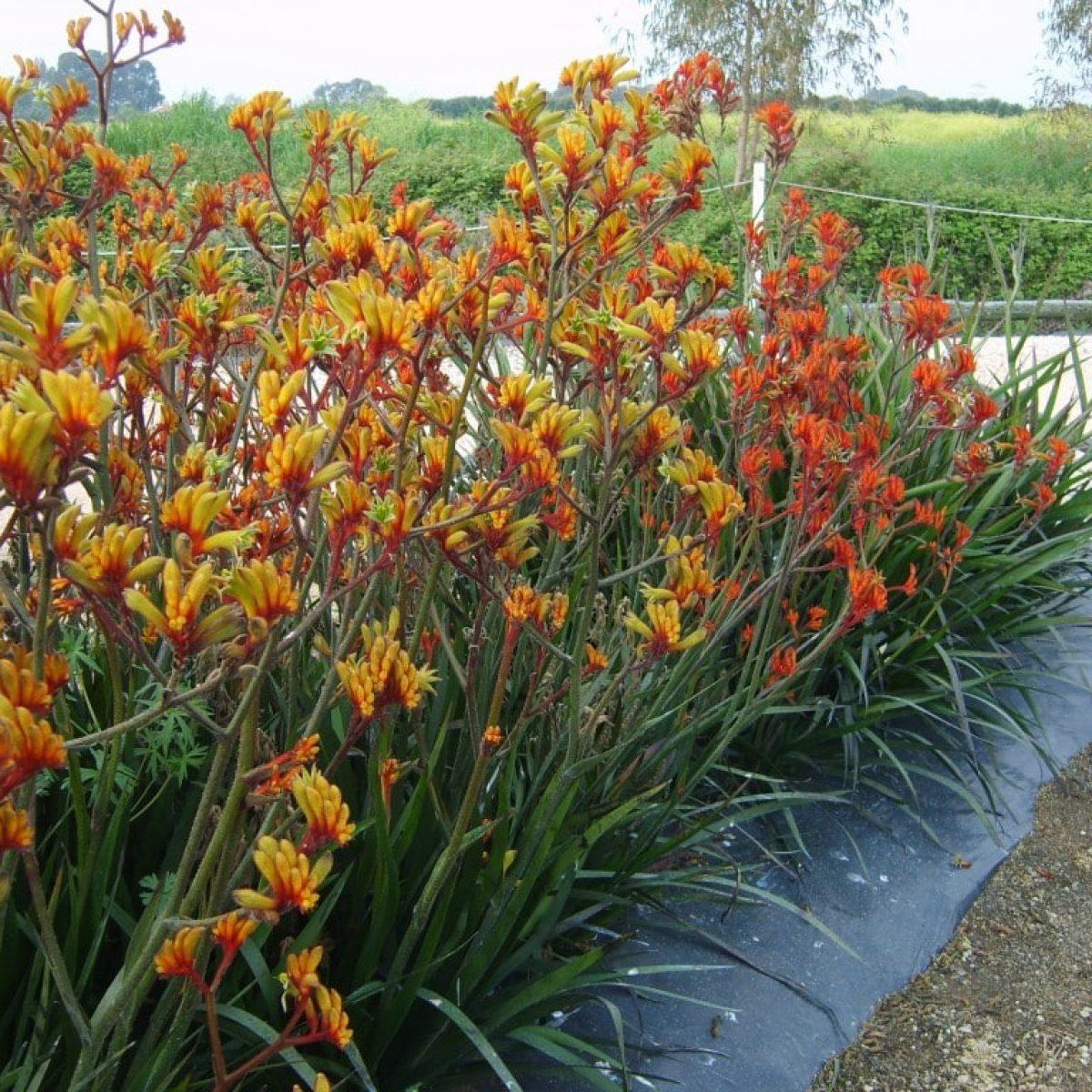 Anigozanthos Assorted - View 9 from www redcrocus com