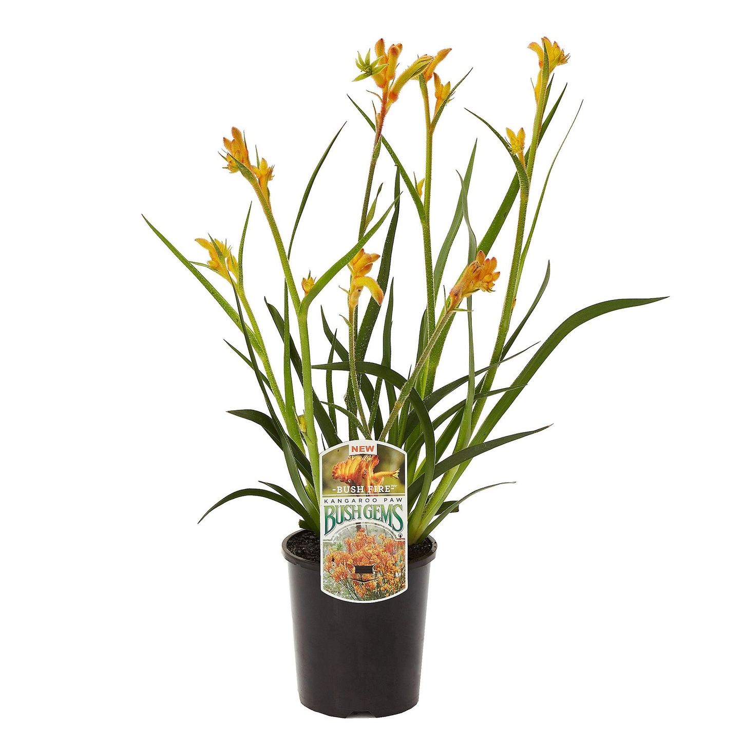Anigozanthos Assorted - View 9 from www redcrocus com