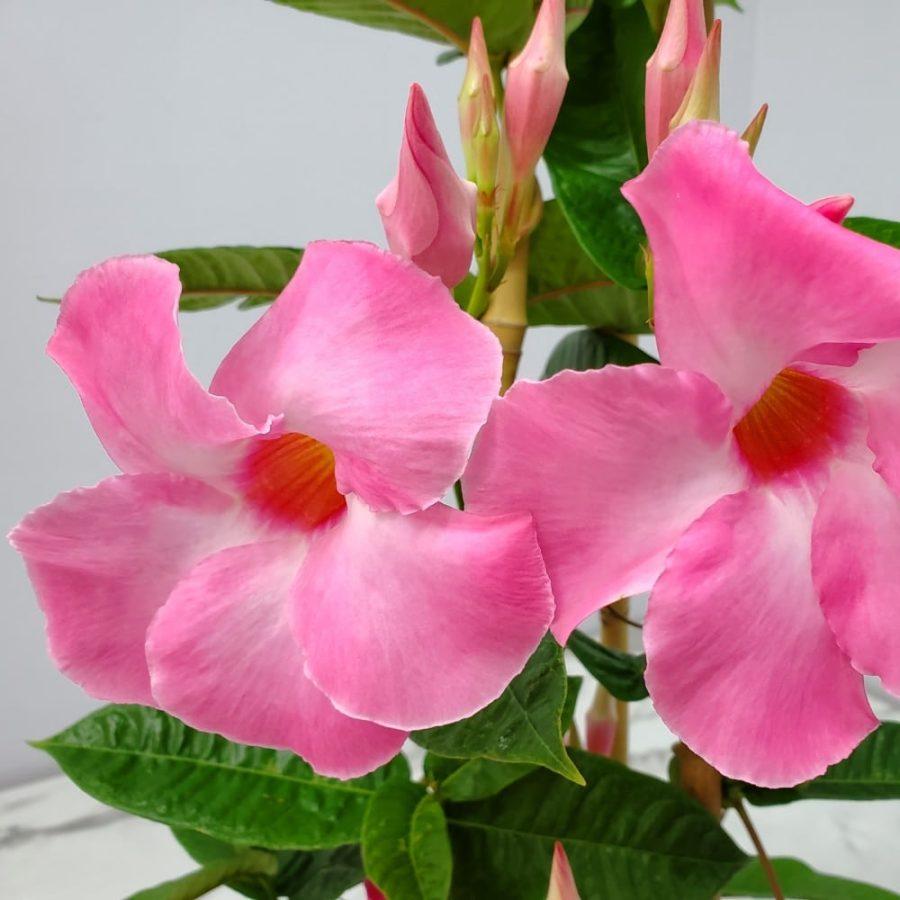 Mandevilla X Mini Pink, Trellis - View 9 from www redcrocus com