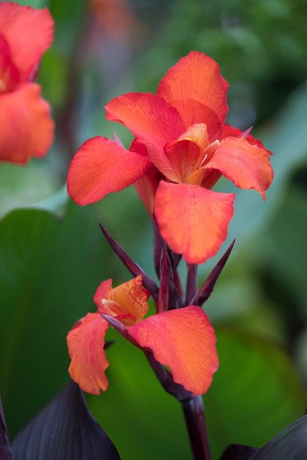 Canna Tropicanna Black - View 1 from www redcrocus com