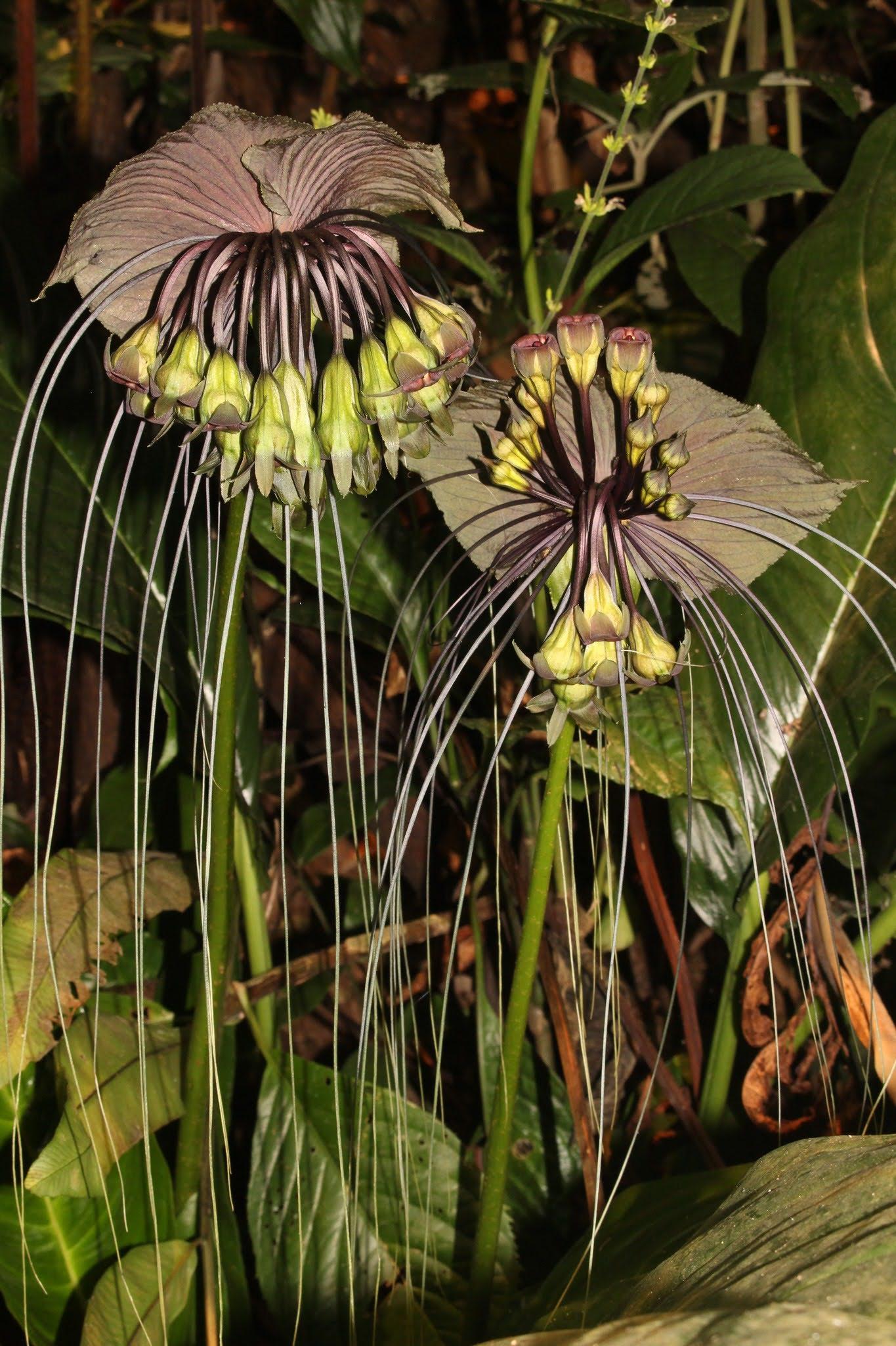 Tacca Chantrieri - View 10 from www redcrocus com