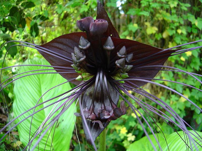 Tacca Chantrieri - View 11 from www redcrocus com