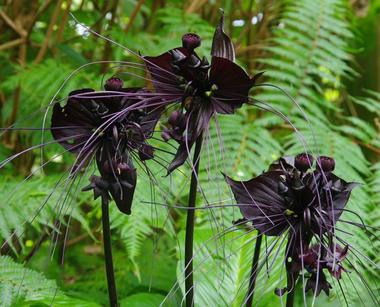 Tacca Chantrieri - View 12 from www redcrocus com