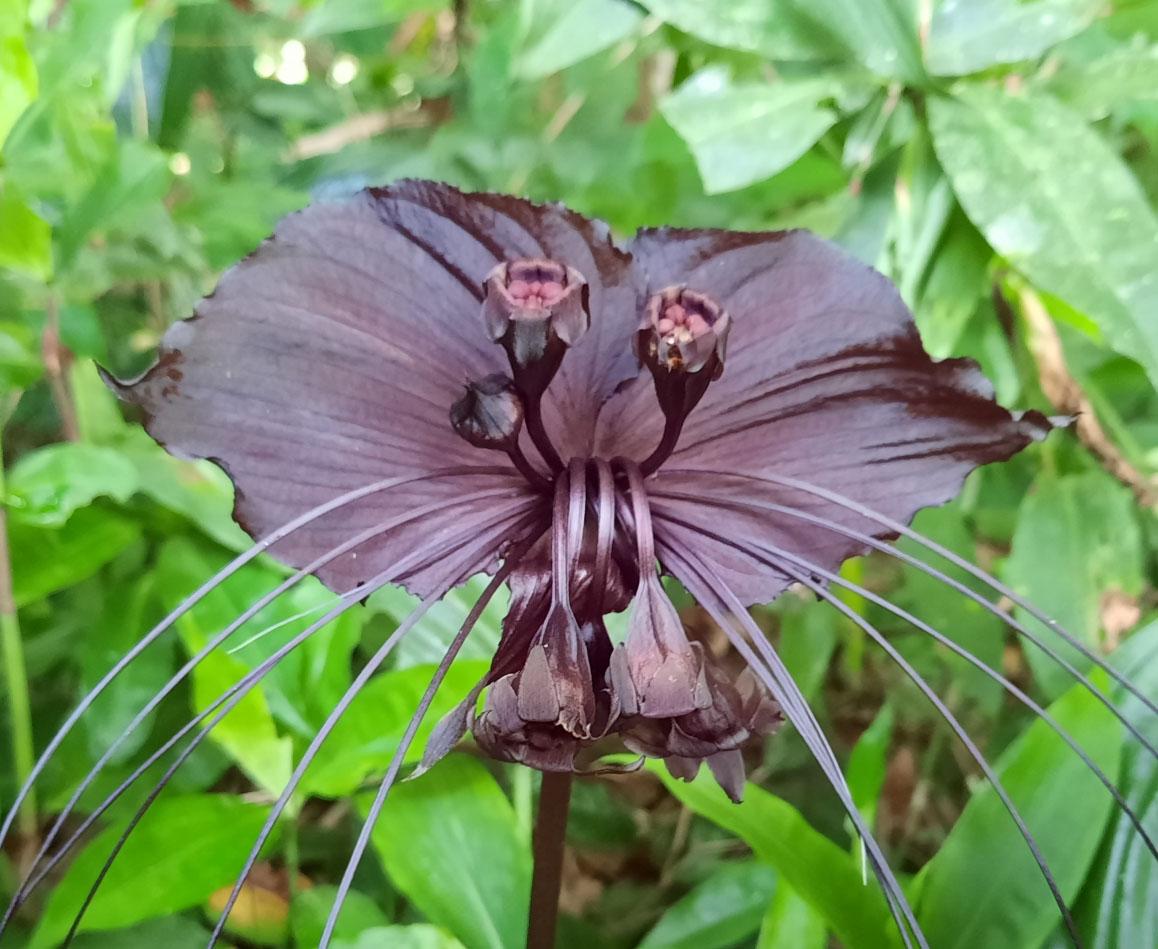 Tacca Chantrieri - View 13 from www redcrocus com
