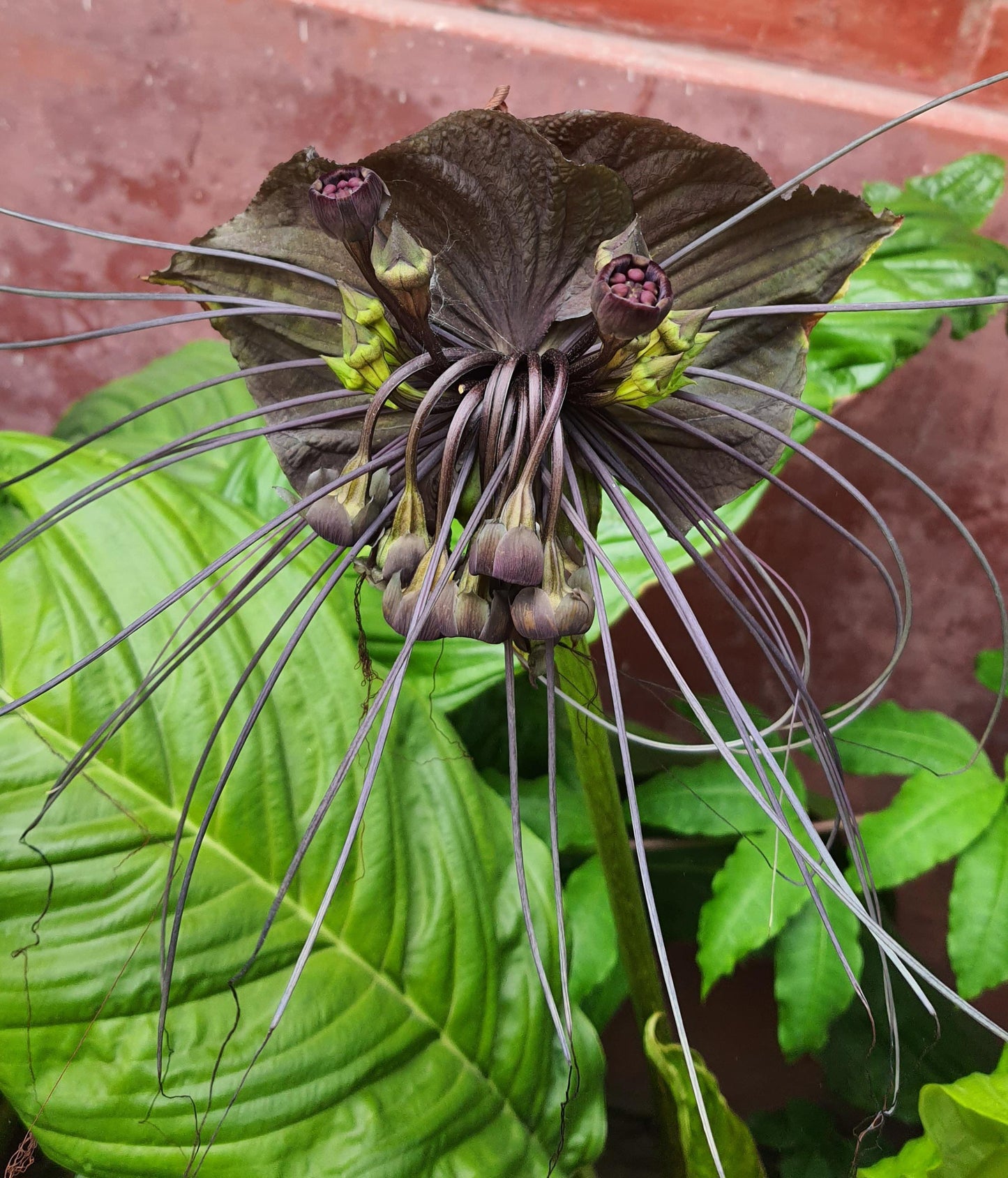 Tacca Chantrieri - View 15 from www redcrocus com