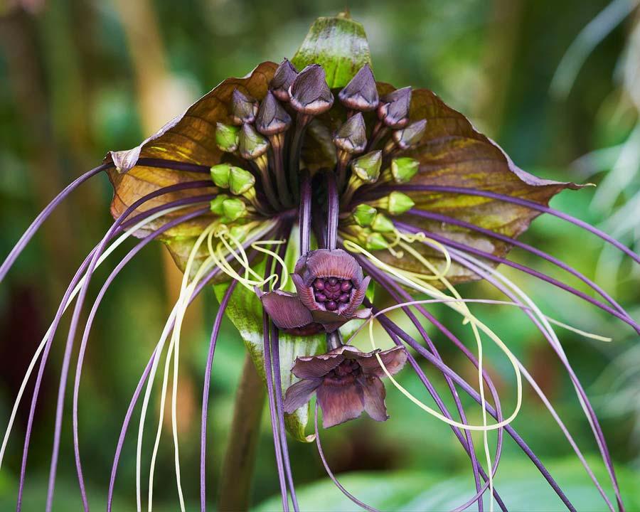 Tacca Chantrieri - View 16 from www redcrocus com