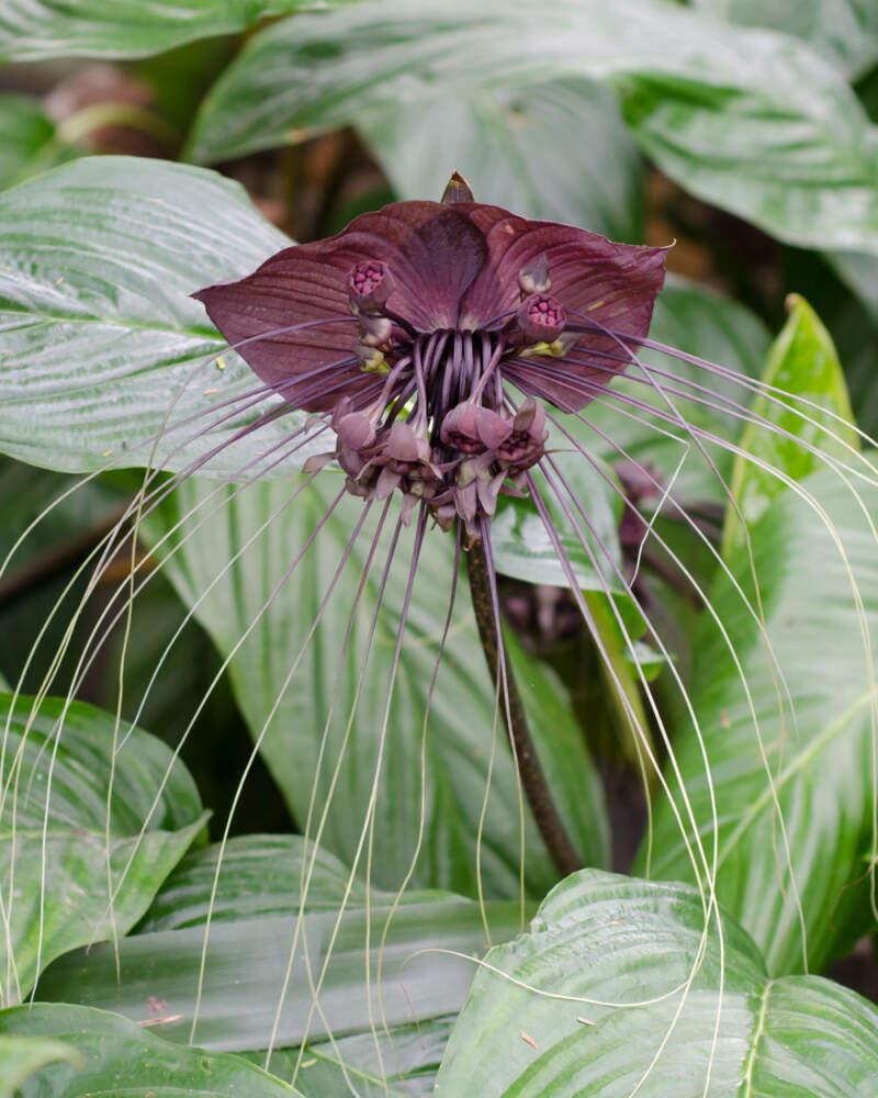 Tacca Chantrieri - View 18 from www redcrocus com