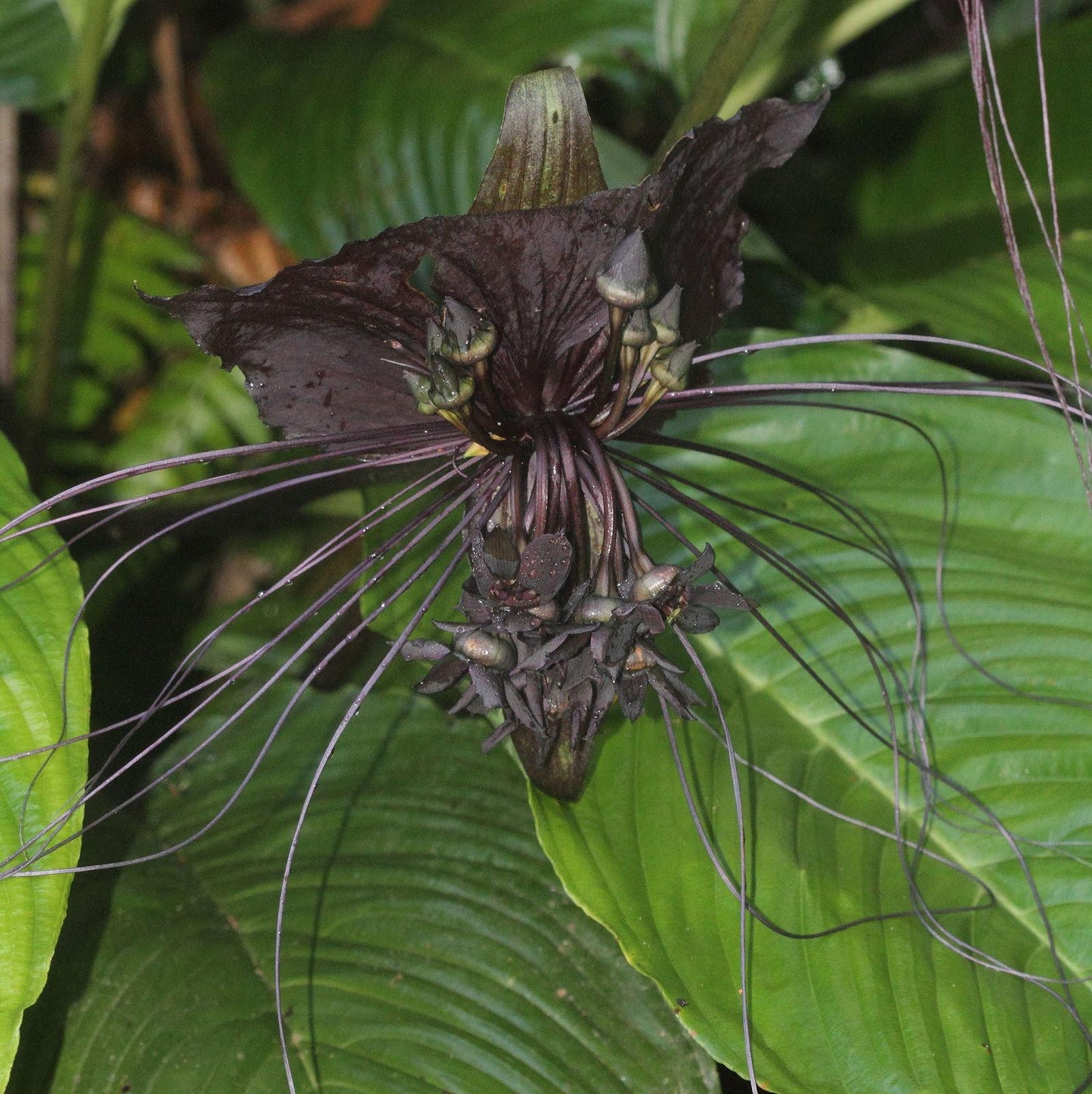 Tacca Chantrieri - View 19 from www redcrocus com
