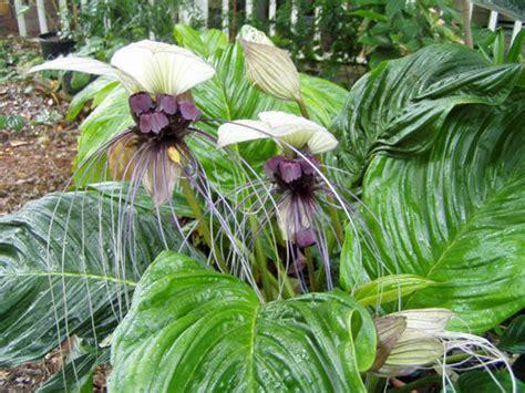 Tacca Chantrieri - View 1 from www redcrocus com