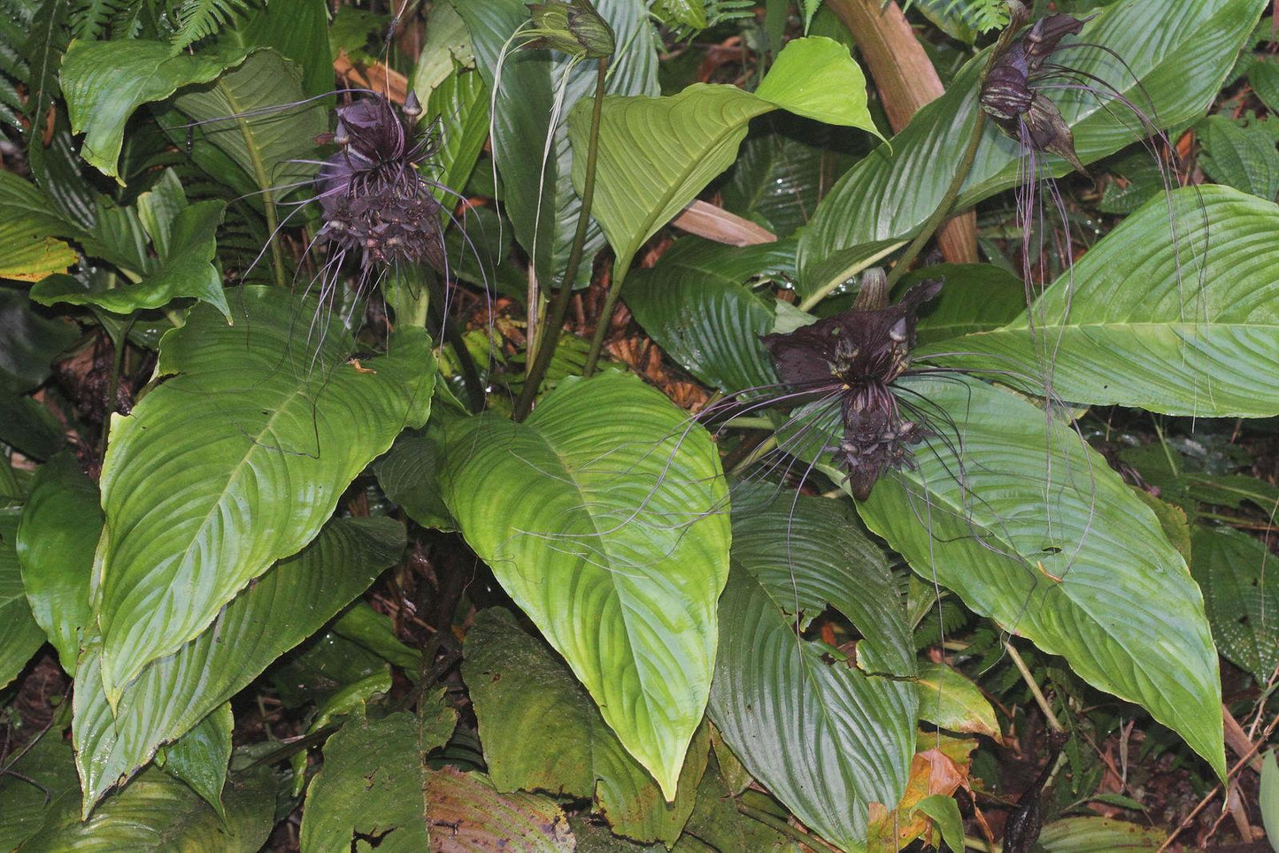 Tacca Chantrieri - View 20 from www redcrocus com