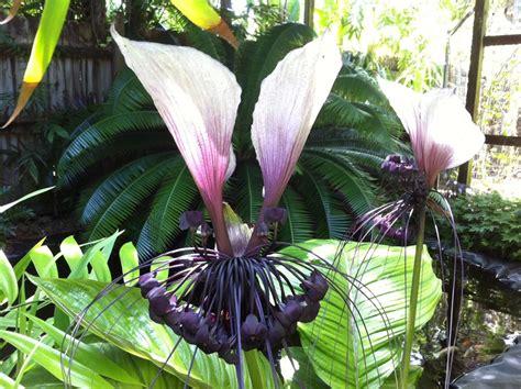 Tacca Chantrieri - View 2 from www redcrocus com