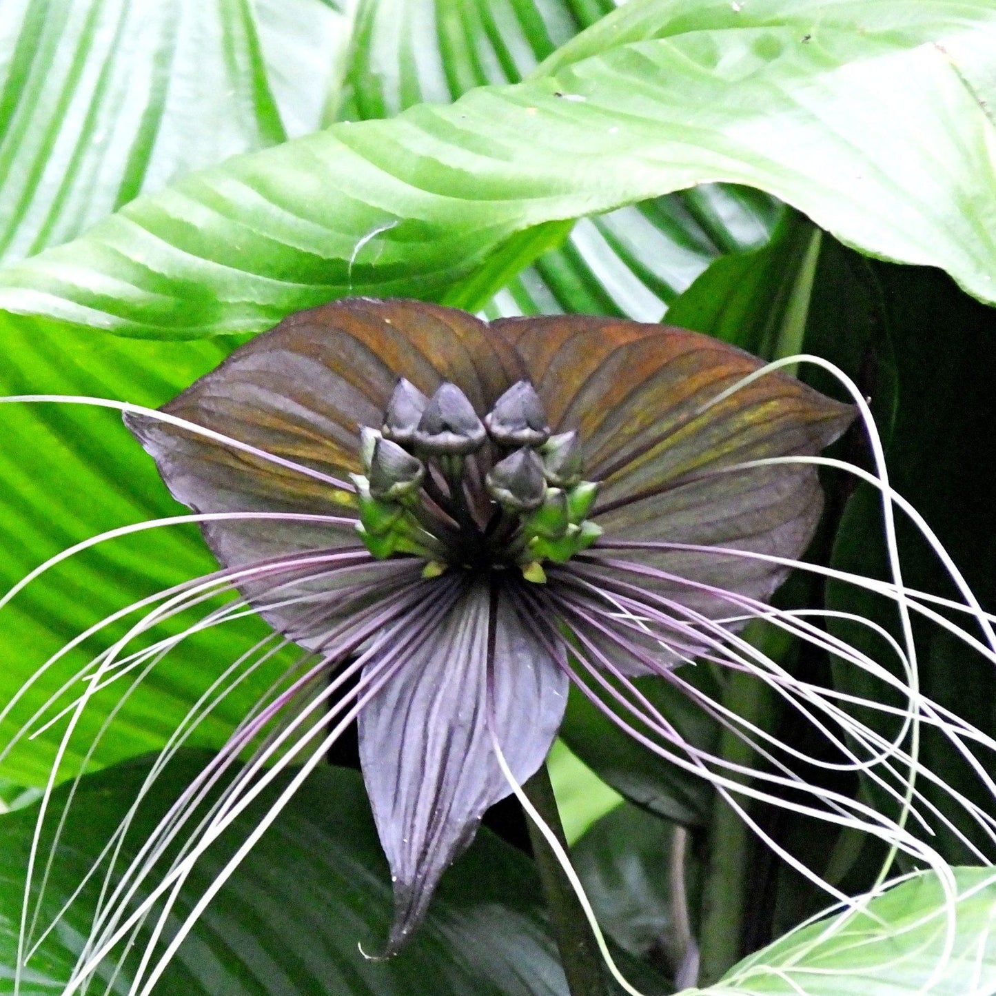 Tacca Chantrieri - View 3 from www redcrocus com
